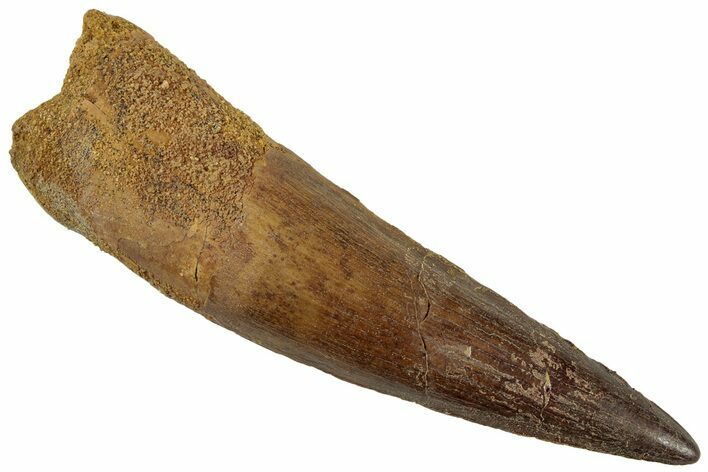 Fossil Spinosaurus Tooth - Real Dinosaur Tooth #318993